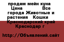 продам мейн куна › Цена ­ 15 000 - Все города Животные и растения » Кошки   . Краснодарский край,Краснодар г.